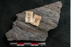 Foto (Detailansicht) von Callipteris sp.  (NHMW-GEO-2024-0188-10921)